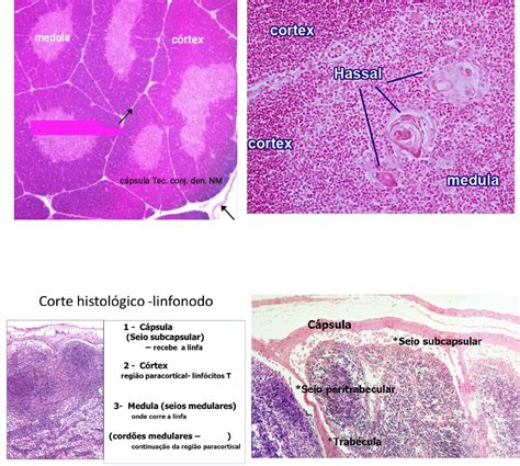 HISTOLOGIA E IMUNOLOGIA .